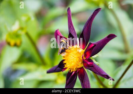 Bienen sammeln Pollen auf einer Star Dahlia, Verrone Obsidian, Blume. England Stockfoto