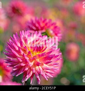 Blühende dahlien im garten Stockfoto
