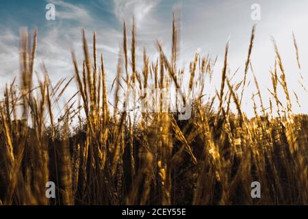 Trockene goldene Weizenspikelets flattern im Wind gegen den wolkigen Himmel Im sonnigen Sommertag Stockfoto