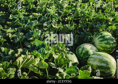 Üppiges Grün und reifen gestreiften Wassermelonen Früchte wachsen in der Landwirtschaft Wassermelonenfeld Stockfoto