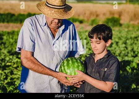 Ältere männliche Bauer und Enkel tragen reifen gestreiften Wassermelone zusammen Während im grünen landwirtschaftlichen Feld im Sommer Tag stehen Stockfoto