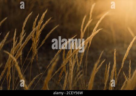 Trockene Goldweizenspikelets an sonnigen Sommertagen Stockfoto