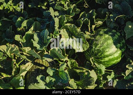 Üppiges Grün und reifen gestreiften Wassermelonen Früchte wachsen in der Landwirtschaft Wassermelonenfeld Stockfoto