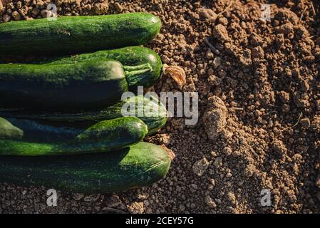 Von oben der Stapel frisch geerntet Bio-grüne Zucchini Platziert auf dem Boden in landwirtschaftlichen Feld Stockfoto