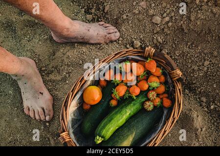 Draufsicht der Ernte unerkennbar barfuß Person auf dem Boden stehend In der Nähe Korb mit frisch geernteten reifen Erdbeeren und grün gefüllt Zucchini mit Tomate Stockfoto