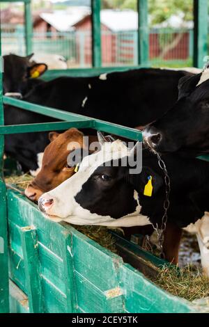 Schwarz-weiße Kuh und braunes Kalb, das Heu isst Krippe im Kuhstall Stockfoto