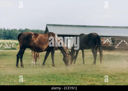 Braune Pferde essen grünes Gras beim Weiden auf dem Feld in der Nähe Stall Stockfoto