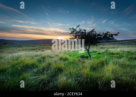 Ein einsamer Baum bei Sonnenuntergang Stockfoto