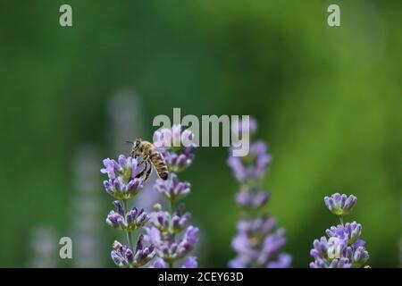 Schöne westliche Honigbiene bestäubt Lavandula Blume im tschechischen Garten. Europäische Honigbiene sammelt Nektar von Lavendelblüte. Stockfoto