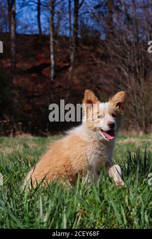 Liebenswert EE Red Border Collie Puppy sitzt im Gras und Smiles an der Kamera. Australian Red Puppy mit unschuldigen Look und Zunge aus genießt frische Luft. Stockfoto