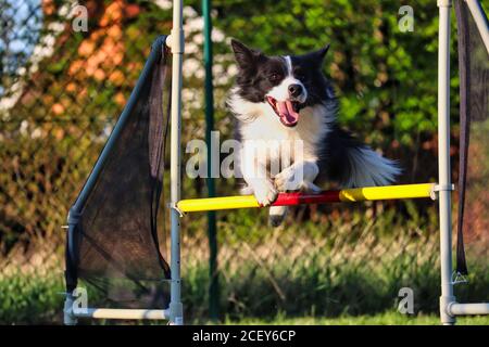 Border Collie springt während der Goldenen Stunde in Tschechien über die Agilität Hürde. Schwarz-weiß Hund genießt Agility-Training. Stockfoto