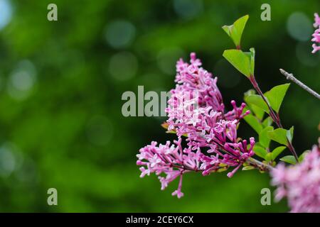 Schöne lila rosa Blume im Garten im Frühjahr. Rosafarbener Blumenzweig im Frühling in Tschechien. Stockfoto