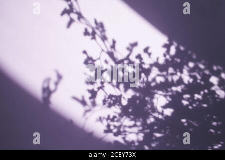 Silhouette der Baumzweige auf dem lila Hintergrund trendy Zusammenfassung Stockfoto