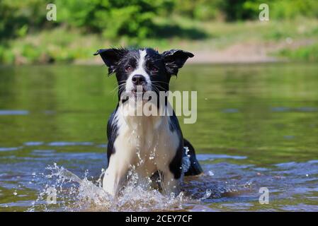 Wet Border Collie steht in der Moldau und wartet auf Befehl. Der schwarze und weiße Hund erfrischt im tschechischen Fluss. Stockfoto