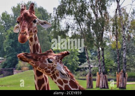 Ein Porträt von zwei Giraffenköpfen im tschechischen Zoo Stockfoto