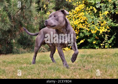 Englische blaue Staffordshire Bull Terrier posiert auf dem Garten in Feder Stockfoto