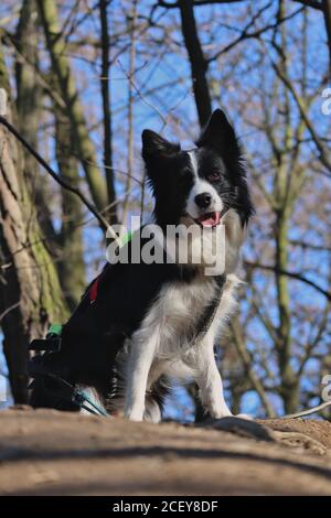 Liebenswert Border Collie auf einem Spaziergang im Wald in Tschechische Republik Stockfoto