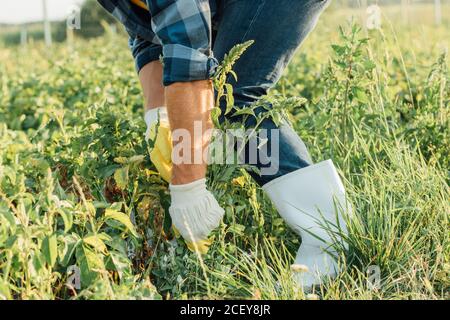 Teilansicht des Bauern in Handschuhen und Gummistiefeln ziehen Raus Unkraut auf dem Feld Stockfoto