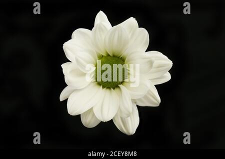 Weiße Chrysantheme Blume isoliert gegen schwarz Stockfoto