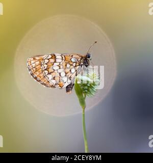 Heide fritillary Stockfoto