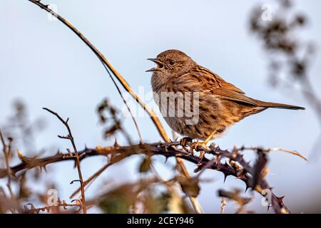 Ein Dunnock (Prunella modularis) im vollen Song. Tuckton, in der Nähe von Christchurch in Dorset. Stockfoto