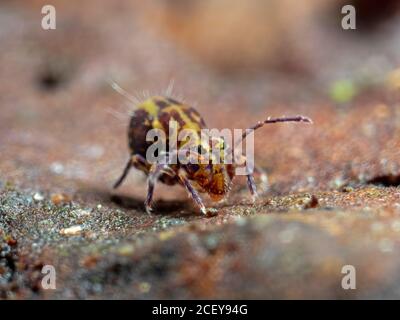 Ein Dicyrtomina ornata Kugelfederschwanz in Bewegung. Gefunden in Ramsdown Wald bei Hurn, Dorset. Stockfoto