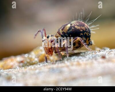 Ein Dicyrtomina ornata kugeliger Springschwanz fand sich auf einem Baumstamm im Ramsdown Wald, in der Nähe von Hurn in Dorset. Stockfoto