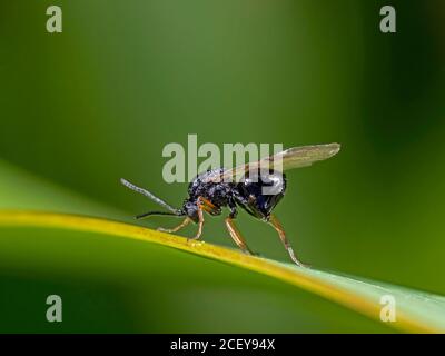 Eine schwarze Wespe wie Fliege, die sich auf einem Blatt zu beugen scheint. Gefunden im Garten. Stockfoto