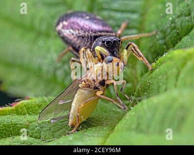 Essenszeit. Eine springende Spinne (Heliophanus cupreus), die sich in eine Fliege stecken wird. Gefunden in Blashford Lakes Naturschutzgebiet in Hampshire Stockfoto