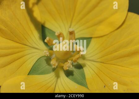 Nahaufnahme der mexikanischen Weidenkerzenblume Stockfoto