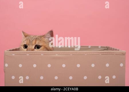 Schüchterne britische Katze in einer Box versteckt vor Besitzer Stockfoto