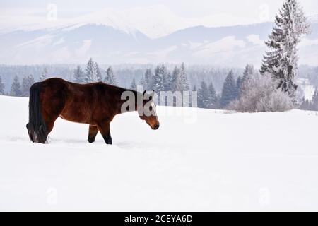 Ältere dunkelbraune Pferde wandern im Winter langsam über schneebedecktes Feld, verschwommene Bäume und Berge im Hintergrund Stockfoto