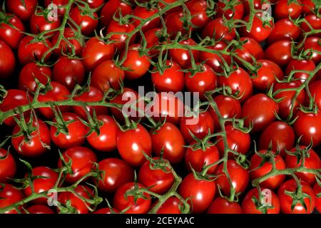 Gruppe von kleinen Kirschtomaten mit grünen Stielen, Ansicht von oben nach unten Stockfoto