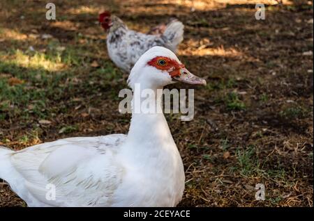 Nahaufnahme Porträt Moskauer Ente, Cairina moschata, stehend auf einer Wiese mit einem Huhn im Hintergrund Stockfoto