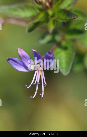 Es ist eine Verbrauch Unkraut lila Blume, die in ist Perfekte Blüte Stockfoto