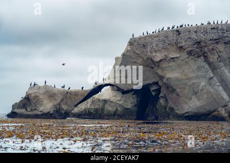 Felsige Klippen und Scharen von Kormoranen und Pelikanen, Shell Beach California Stockfoto