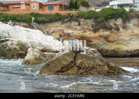 Rocky Cliffs and Robbe, Shell Beach, Kalifornien Stockfoto
