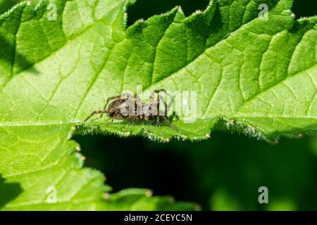 Ein Pardosa sp aka eine dünnbeinige Wolfsspinne, die ruht Auf einem Blatt im Frühling Sonnenlicht Anfang Mai Stockfoto