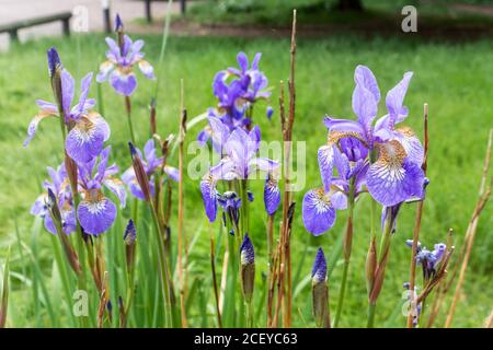 Eine Gruppe von mauvey blauen bärtlosen Iris Blüten, mit Knospen von neuen Blumen wachsen zwischen ihnen Stockfoto