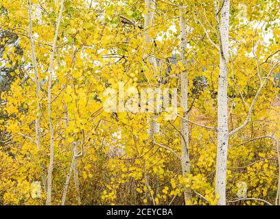 Nahaufnahme eines Ständers aus goldgelben Aspen-Bäumen Grand Teton National Park Stockfoto