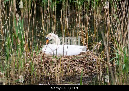 Ein erwachsener stummer Schwan, Cygnus alor, der wachsam auf dem Nest sitzt und Eier brütet Stockfoto