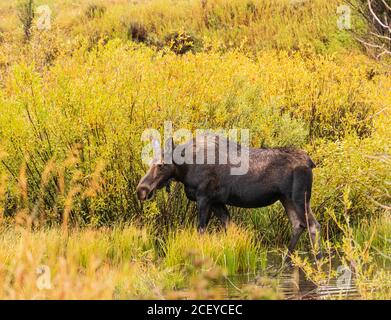 Junger Elch im flachen Wasser, umgeben von bunten Weiden Im Herbst im Grand Teton National Park Stockfoto