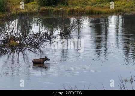 Blick hinunter auf einen Elch, der im Wasser steht Ein großer Teich Stockfoto