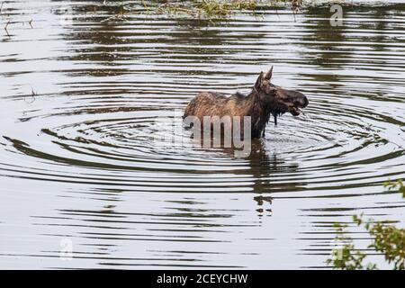 Elchweibchen steht im Wasser mit einem Mund von Nahrung Blick nach rechts Stockfoto