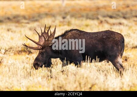 Seitenansicht eines Bullengans mit großem Geweih umgeben von Herbstfarbe im Grand Teton NP Stockfoto