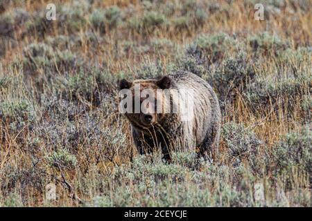 Grizzly Bear Spaziergang durch die Sagebrush im Grand Teton National Park Blick auf die Kamera Stockfoto