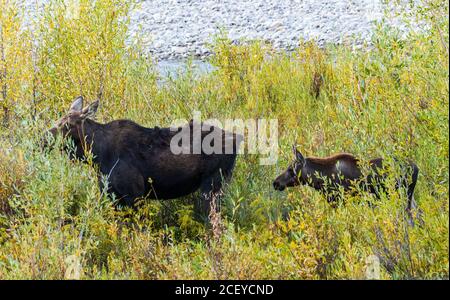 Elche und junges Kalb in bunten Weiden entlang eines Flusses Während des Herbstes im Grand Teton National Park Stockfoto