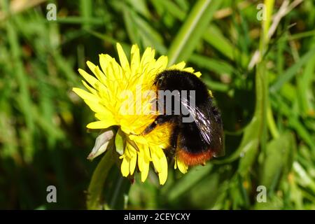 Rotschwanzhummel (Bombus lapidarius), Familie Apidae auf der Blüte von Taraxacum officinale, dem Löwenzahn, Familie Asteraceae oder Compositae. Stockfoto