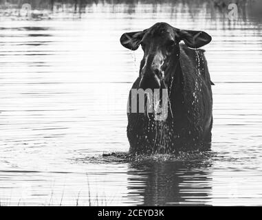 Schwarz-Weiß-Foto einer Elchweibin Ein Teich mit einem Schluck Nahrung und Wasser gießen Von ihrem Kopf Stockfoto