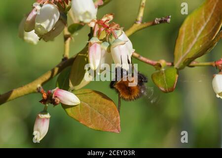 Carderbiene (Bombus pascuorum), Familie Apidae auf weißen langen Glocken- oder urnenförmigen Blüten der nördlichen Hochbusch-Heidelbeere (Vaccinium corymbosum Stockfoto